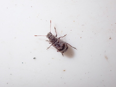 Etnalis spinicollis
