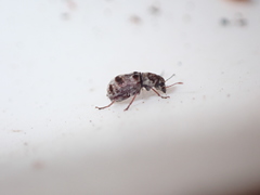 Etnalis spinicollis