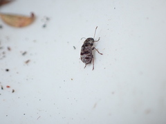 Etnalis spinicollis