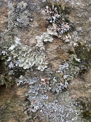 Dermatocarpon luridum