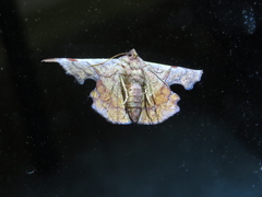Fascellina chromataria