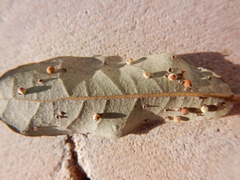 Neuroterus saltatorius texanus