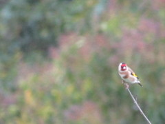 Carduelis carduelis