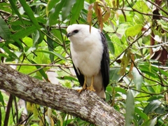 Buteogallus lacernulatus