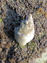 Buccinidae