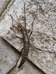 Anisomorpha ferruginea