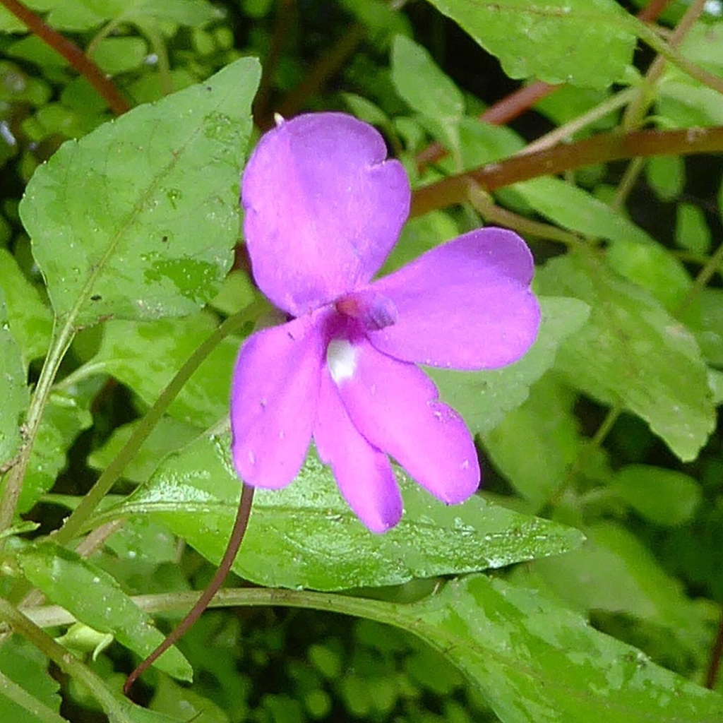 Impatiens semounensis