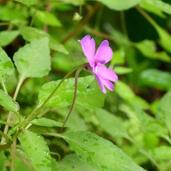 Impatiens semounensis
