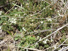 Pimelea oreophila