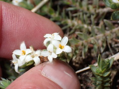 Pimelea oreophila
