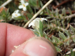 Pimelea oreophila
