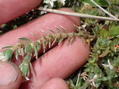 Pimelea oreophila