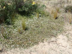 Pimelea oreophila