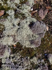 Cladonia arbuscula mitis