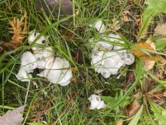 Hypomyces cervinigenus