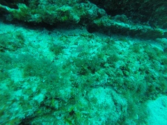 Canthigaster punctatissima