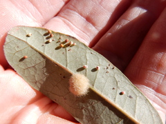 Neuroterus saltatorius texanus