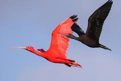 Scarlet Ibis photo 4