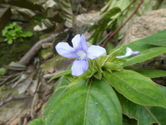 Barleria strigosa