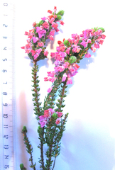Erica passerina