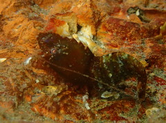 Spirontocaris prionota