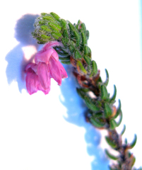 Erica passerina