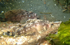 Nautichthys oculofasciatus
