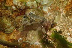 Nautichthys oculofasciatus