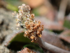Plantago raoulii