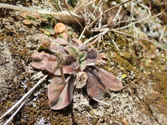 Plantago raoulii