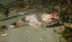 Chitonotus pugetensis