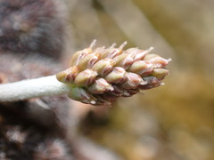 Plantago raoulii