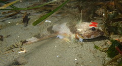 Chitonotus pugetensis