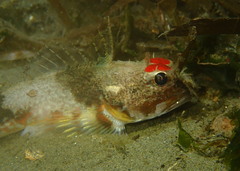 Chitonotus pugetensis