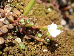 Epilobium komarovianum