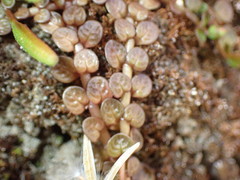 Epilobium komarovianum