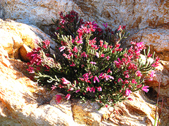 Erica strigilifolia