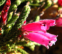 Erica strigilifolia
