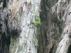 Bulbophyllum drymoglossum