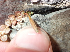 Epilobium komarovianum