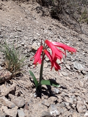Zephyranthes graciliflora