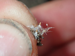 Epilobium komarovianum