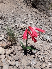 Zephyranthes graciliflora