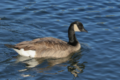 Branta hutchinsii