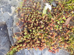 Crassula moschata
