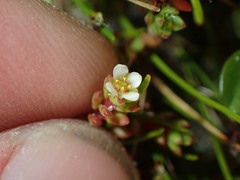 Crassula moschata