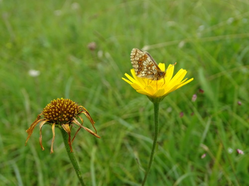 Mellicta aurelia
