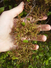 Eriophyes paratrophis