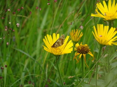 Melitaea aurelia