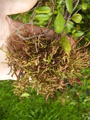 Eriophyes paratrophis